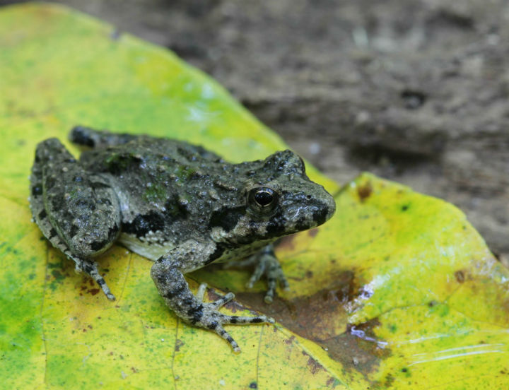 Cricket Frog